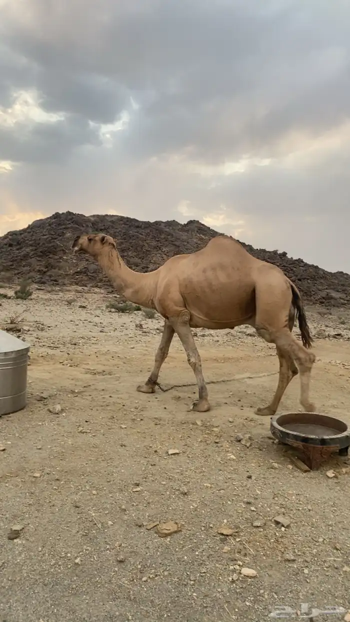 بعير للبيع كفو 0