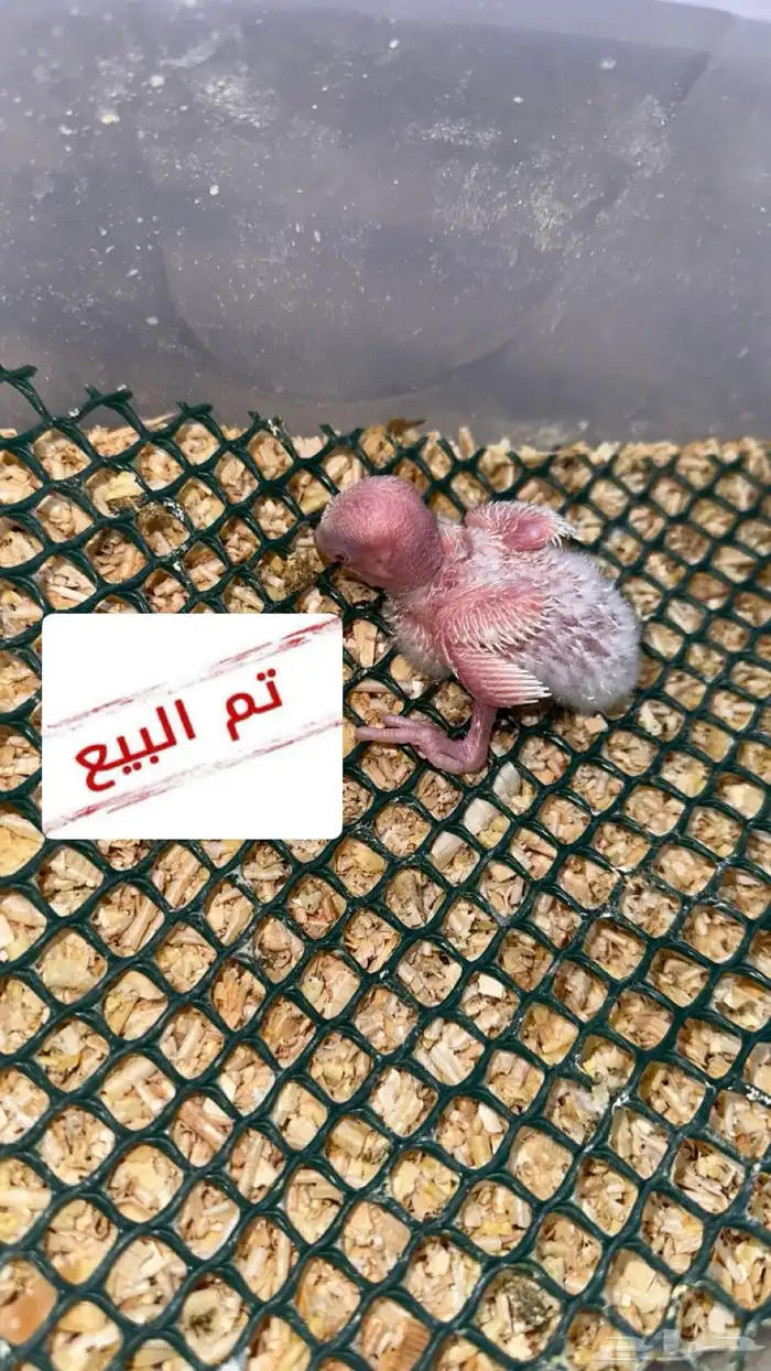 تم البيع فرخ روز البينو صافي ( عيون حمراء ) 0