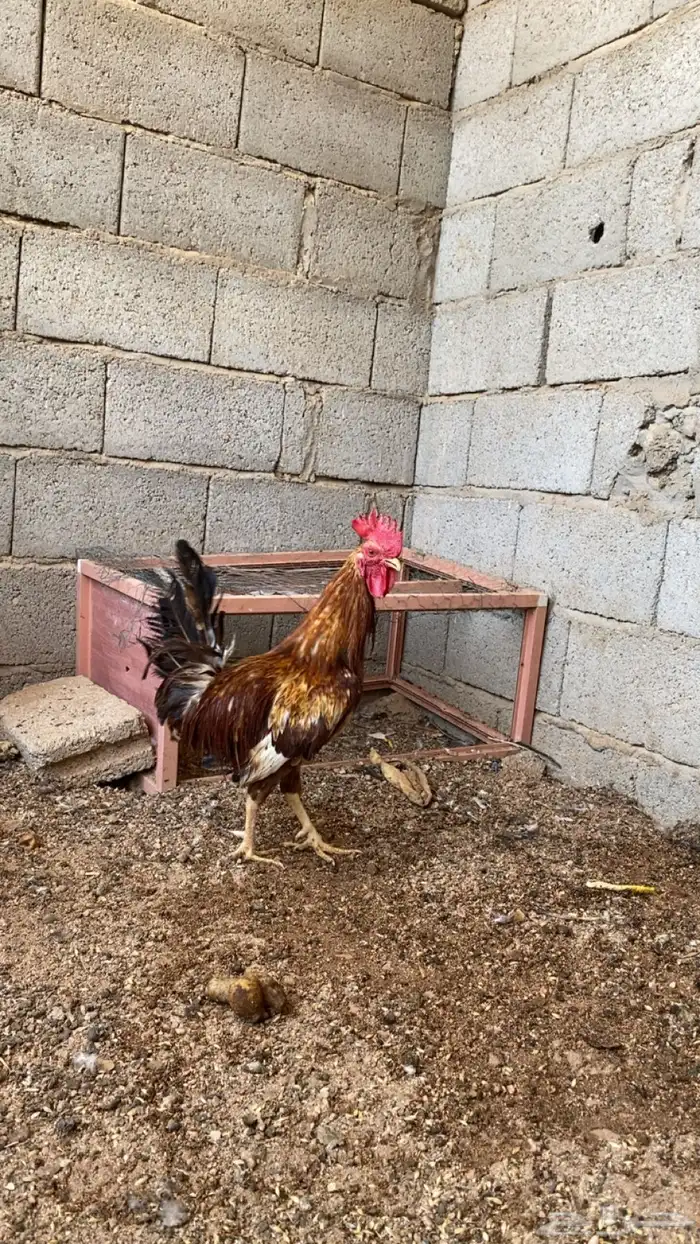 دجاج بلدي بياض 0