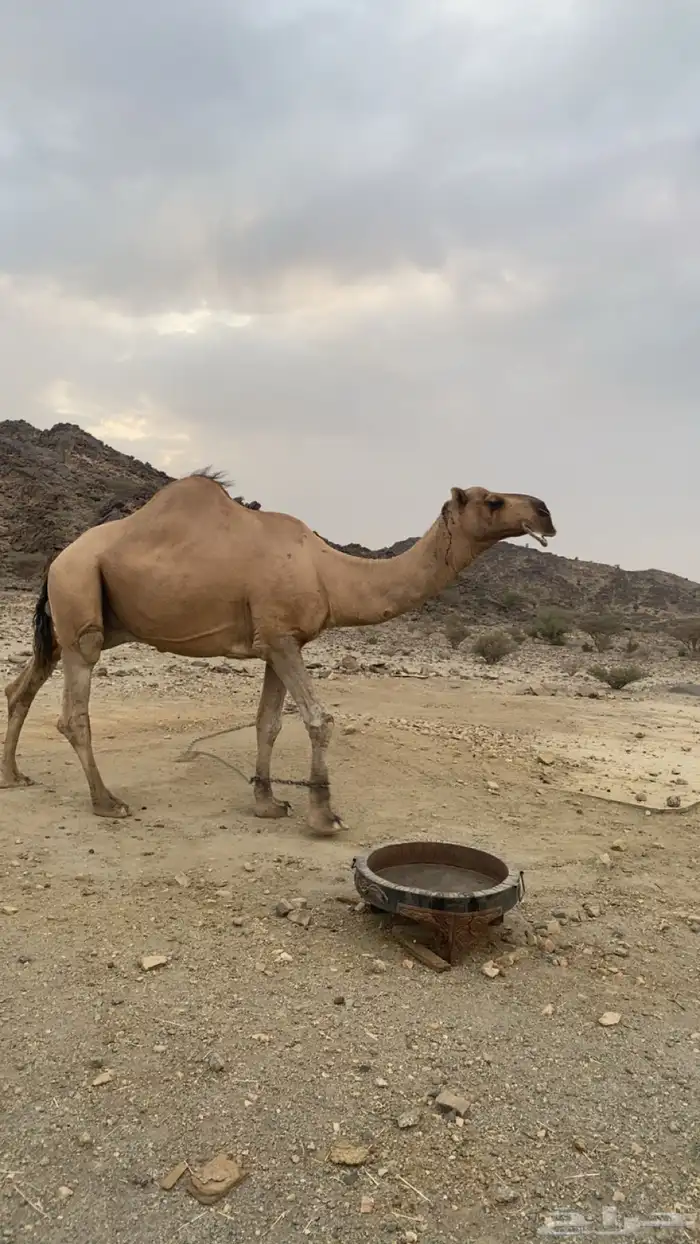 بعير للبيع كفو 4