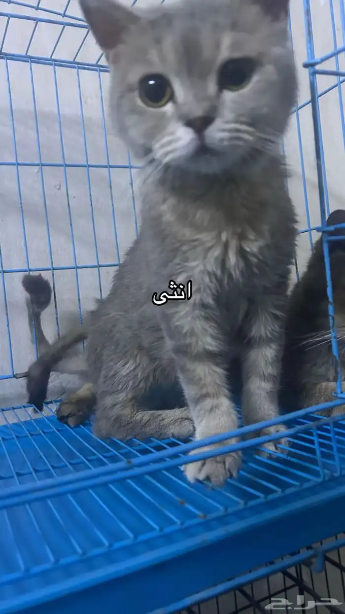 سكوتش فولد 2