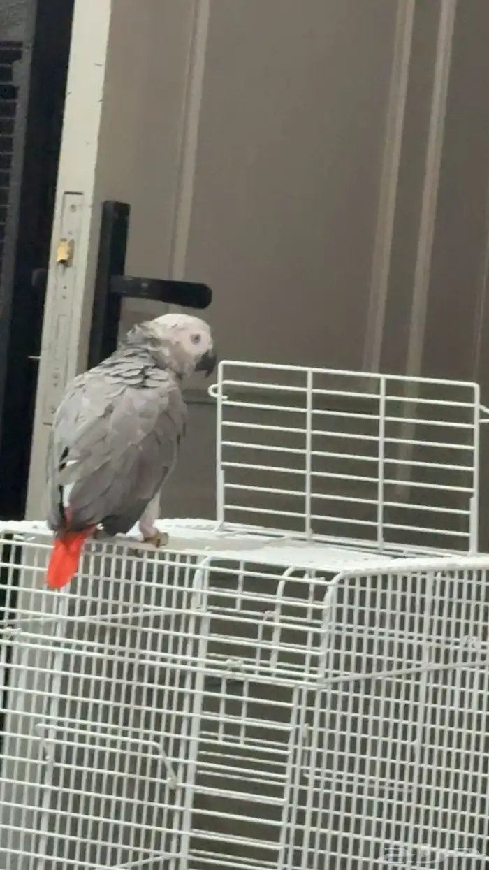 كاسكو اليف جدا تم البيع 3