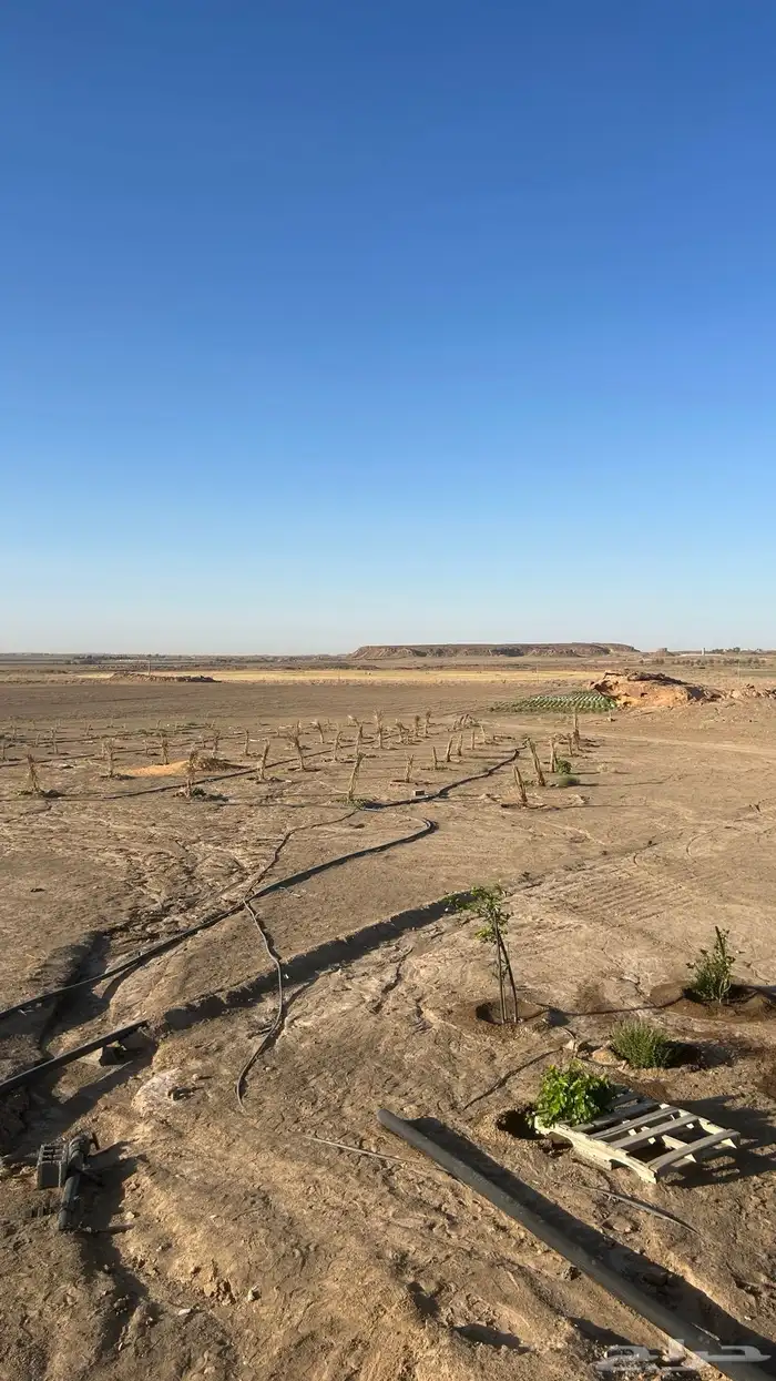 مزرعة شمال بريدة بكبد 80 كيلو صكين والمطلوب 250 الف 1