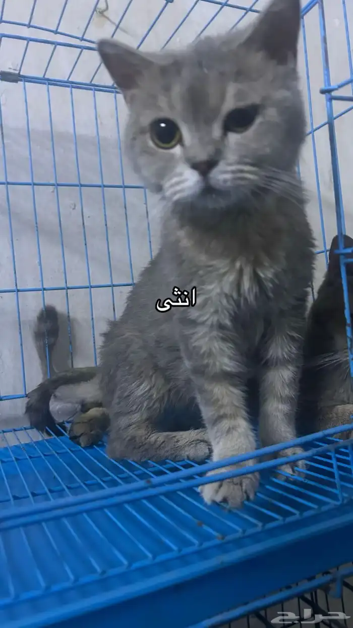 سكوتش فولد 3