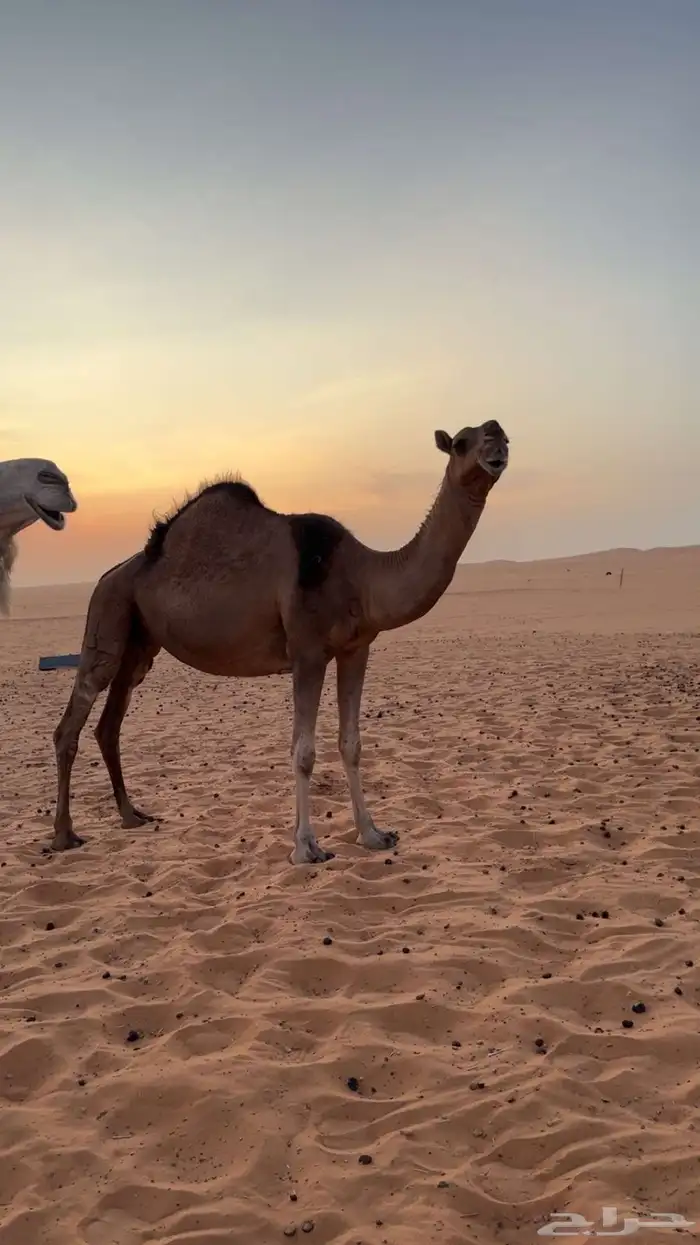 ناقه ضروبه كفو 0