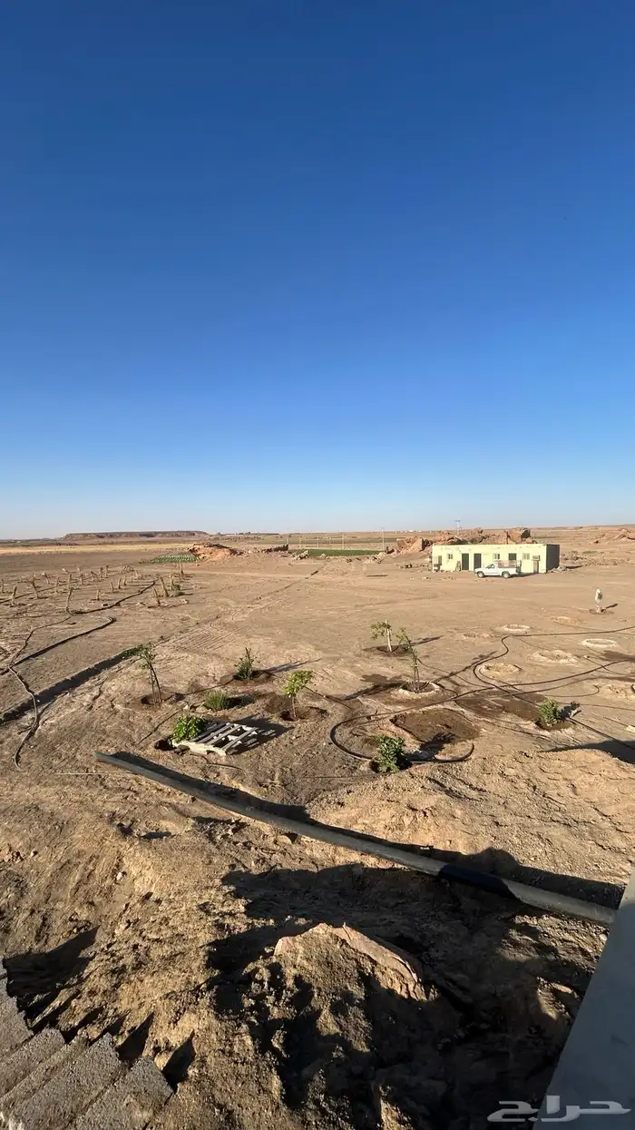 مزرعة شمال بريدة بكبد 80 كيلو صكين والمطلوب 250 الف 0