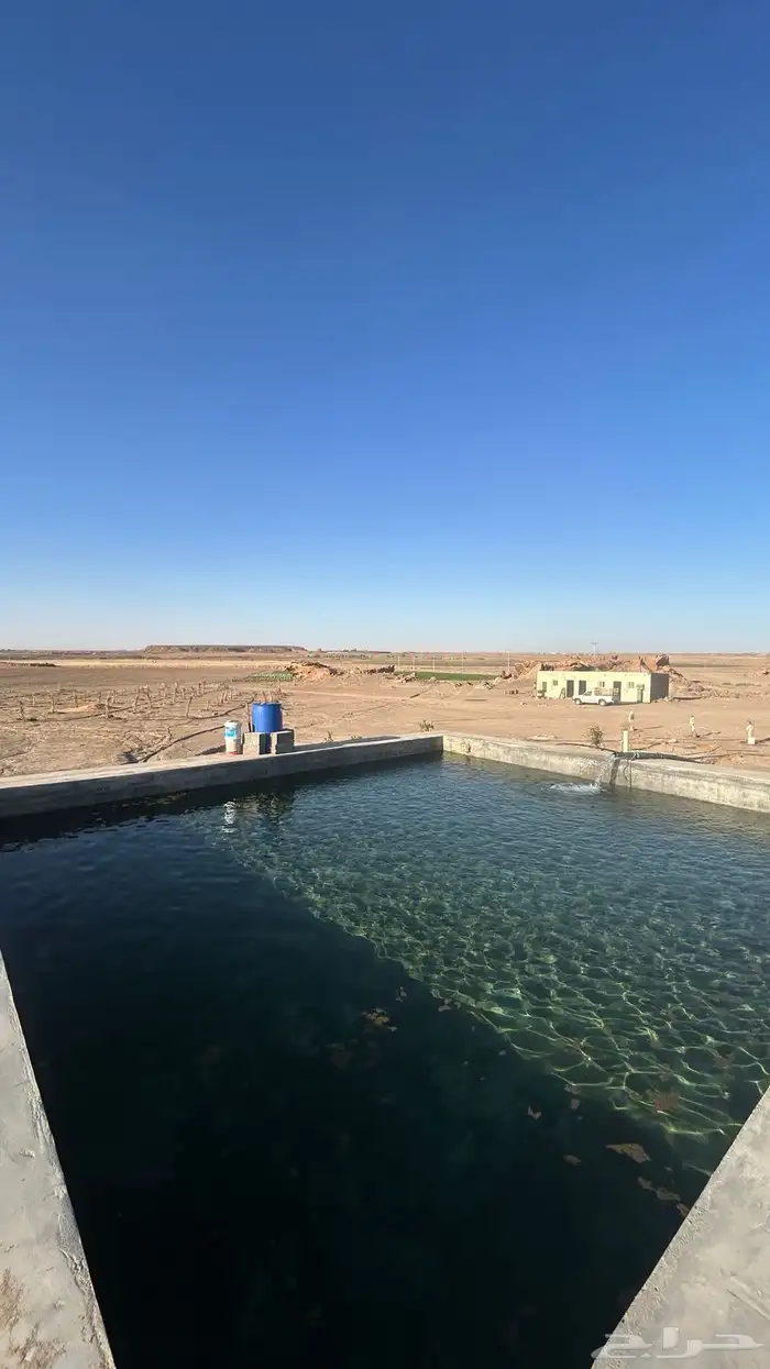 مزرعة شمال بريدة بكبد 80 كيلو صكين والمطلوب 250 الف 5