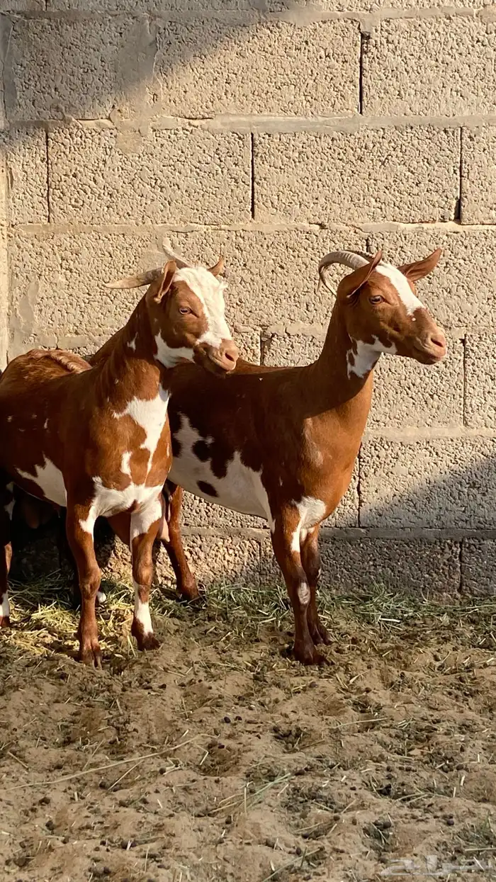 تيس و عنزتين عماني 0
