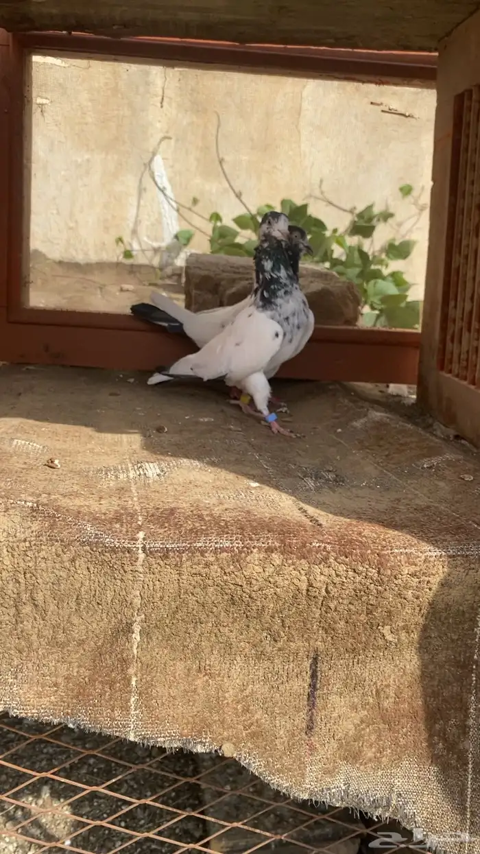حمام تيدي 0