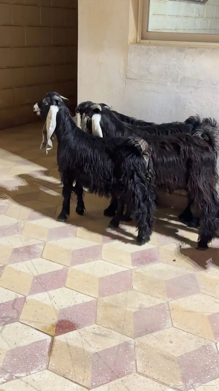تيوس عوارض طيبه 0