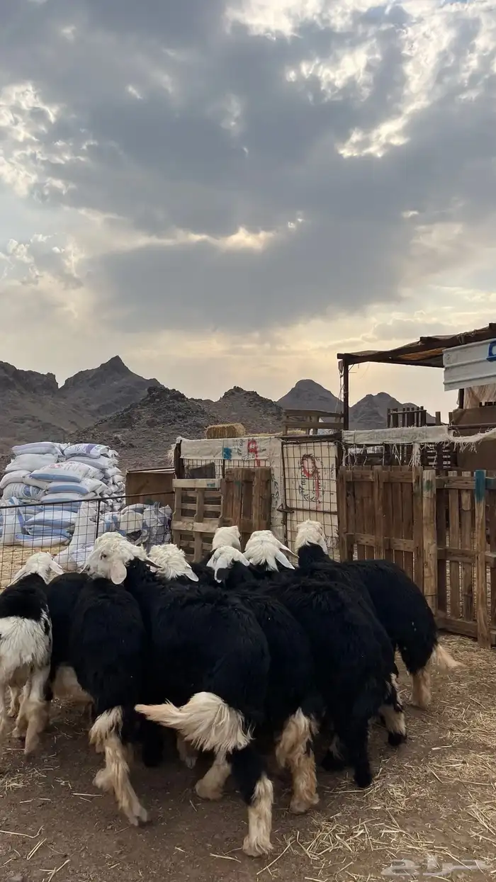 طليان نجد ذبايح جدعان 15