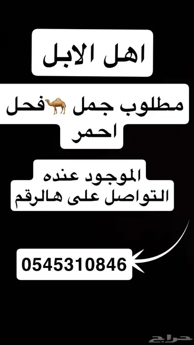 مطلوب جمل احمر فحل 0