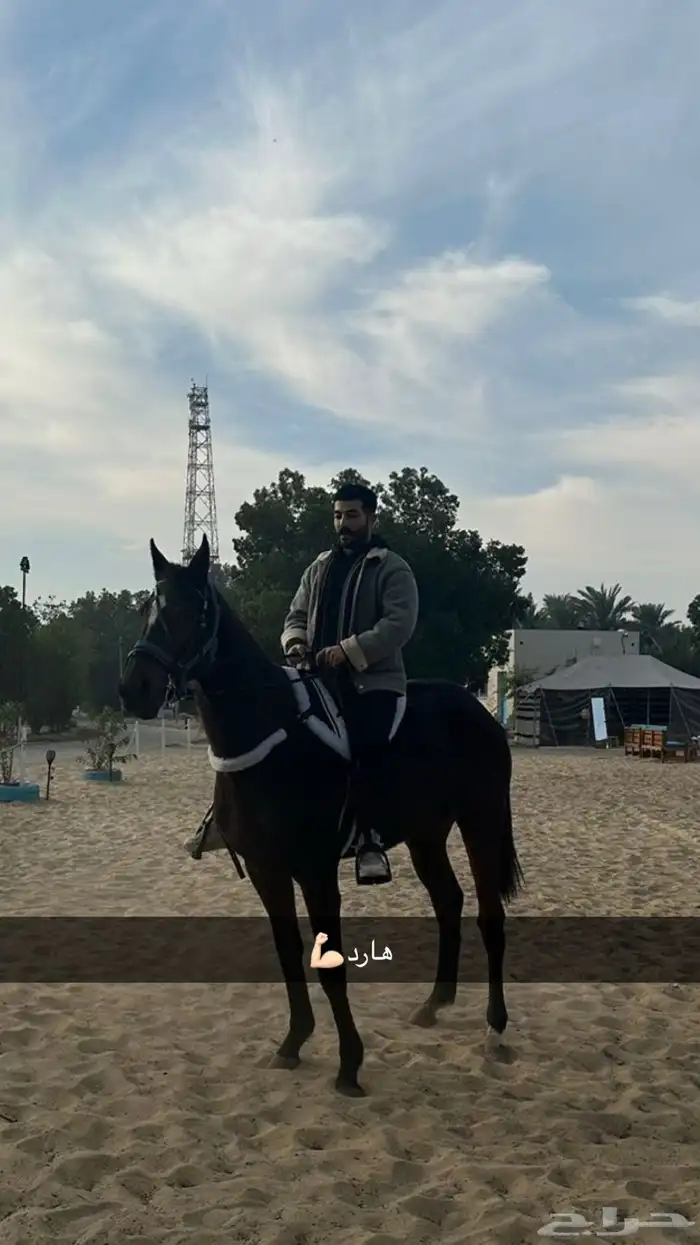 حصان انجليزي حق سبق 1
