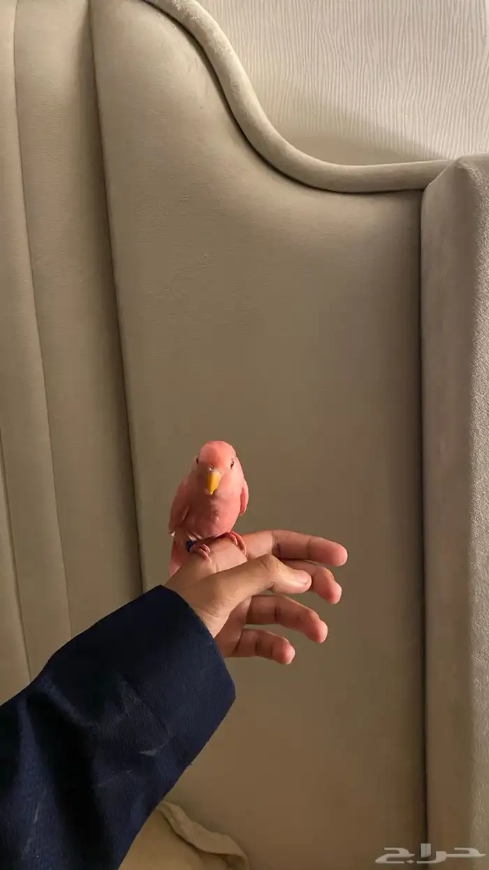 طيور روز اليفه وهدد 1