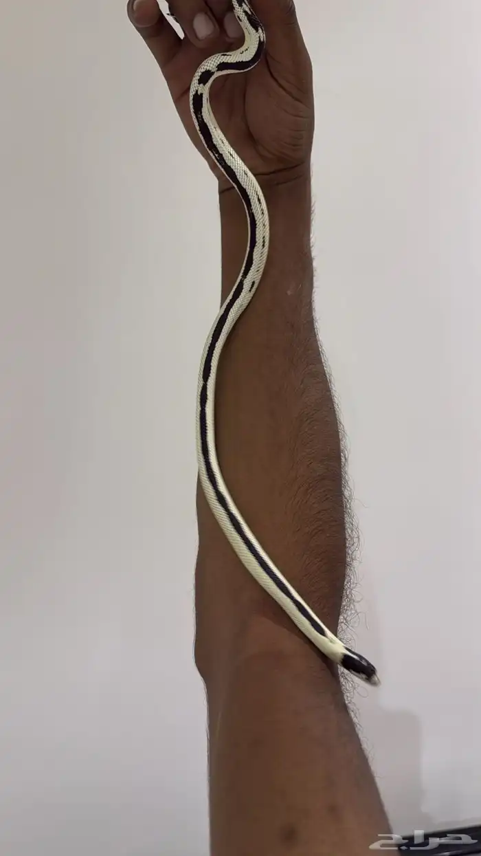للبيع كالفورنيا كنق 0