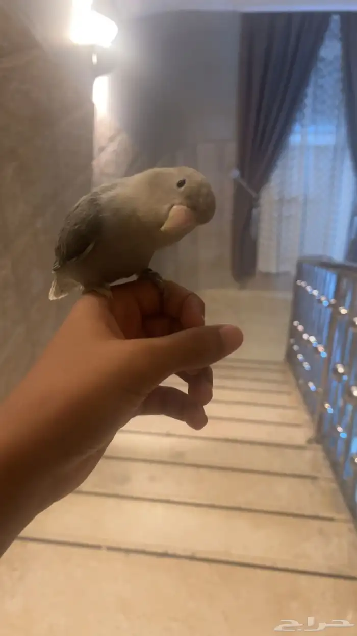 ببغاء روز حمامة هدد داخلي على السوم 5