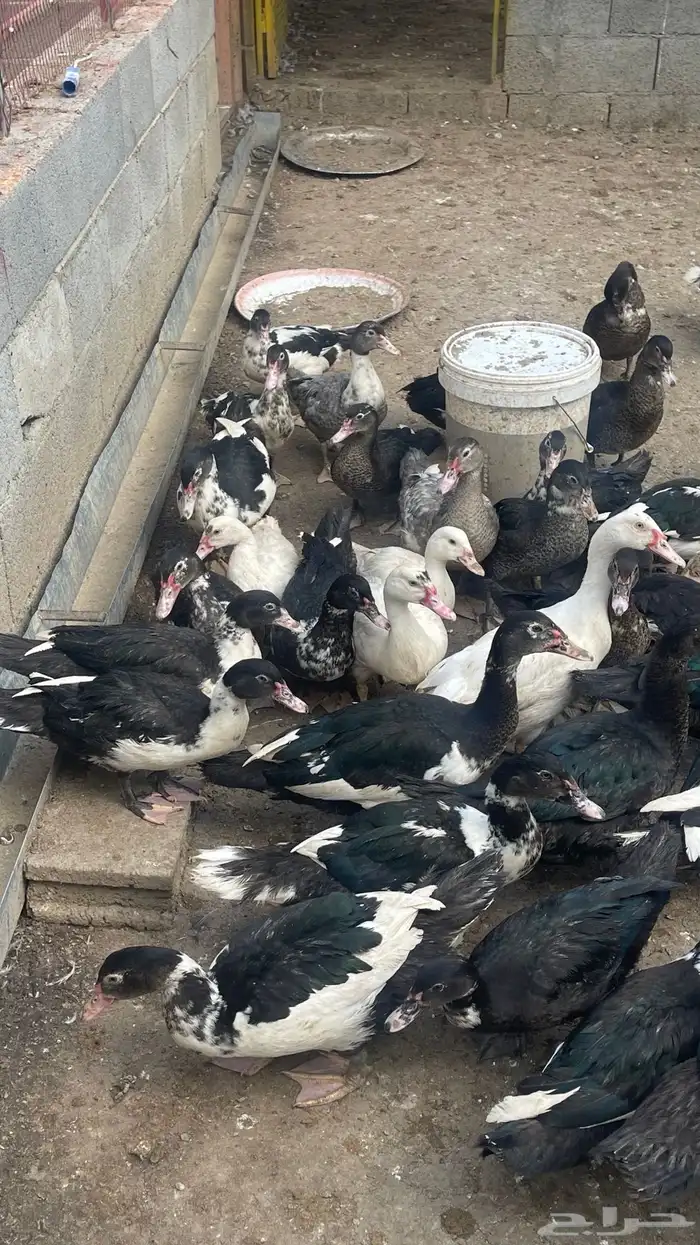 بط بلدي عمر 6 شهور 2