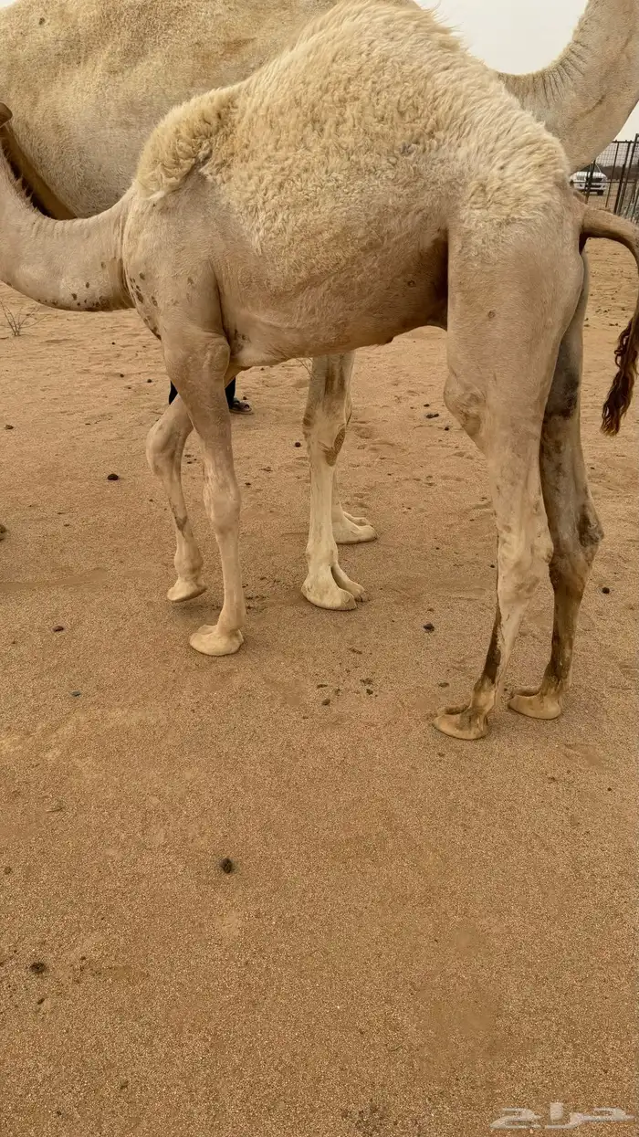 حشو قعدان العدد 3 3