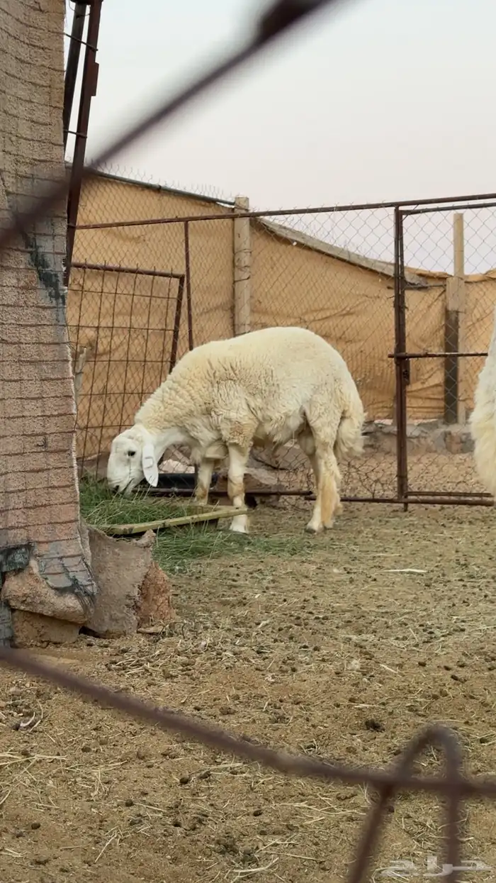 خروف جذع صنف   تم البيع 0