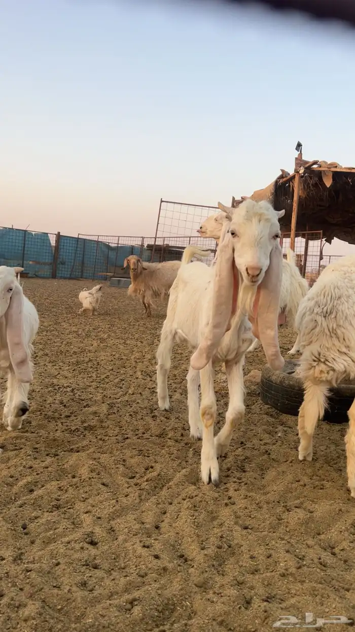 تيس مطور هولندي صنف 0