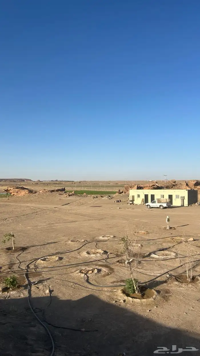 مزرعة شمال بريدة بكبد 80 كيلو صكين والمطلوب 250 الف 0