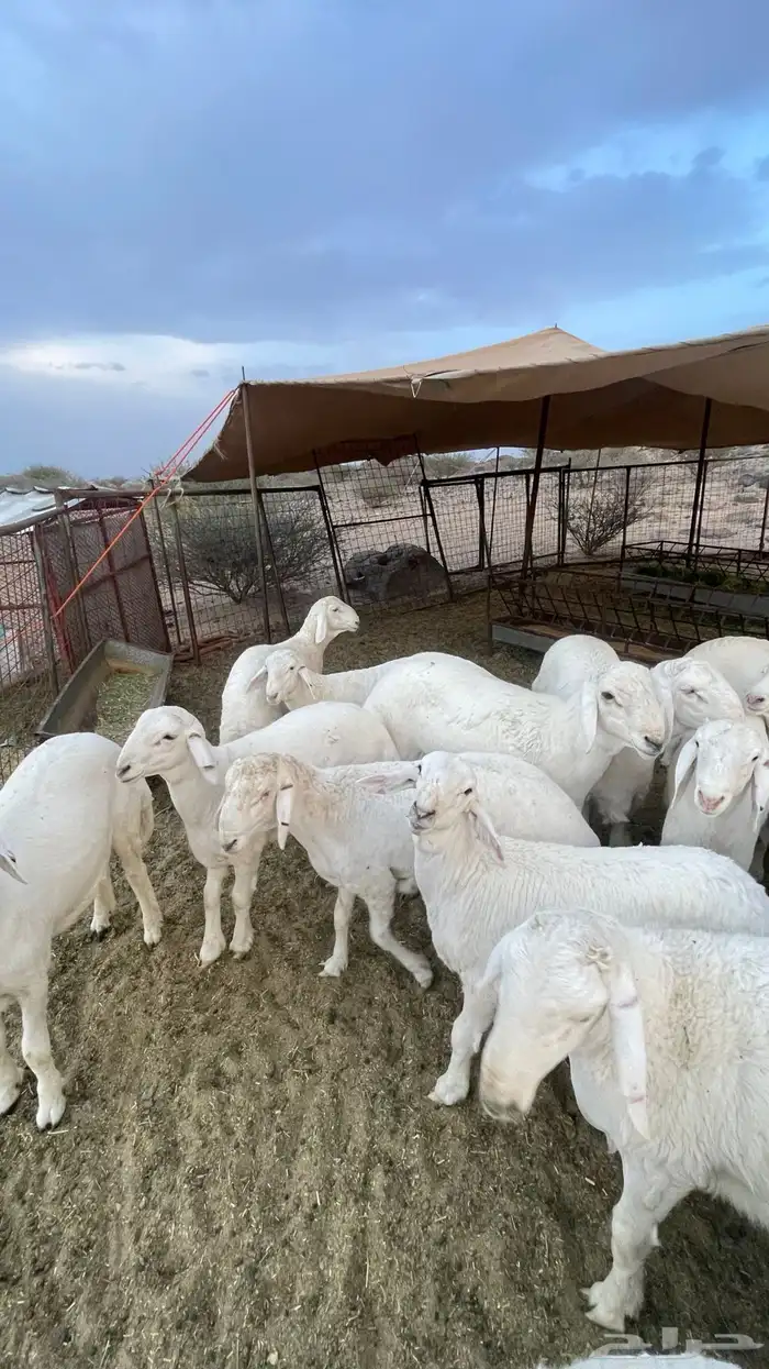 طليان صنف مشاريع فحول 3