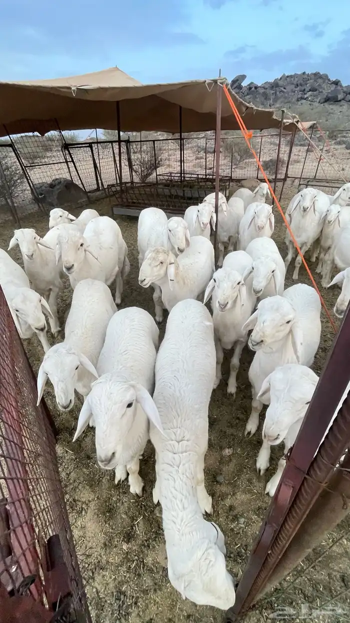 طليان صنف مشاريع فحول 0