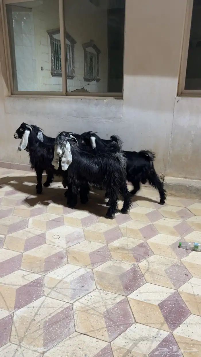 تيوس عوارض طيبه 3