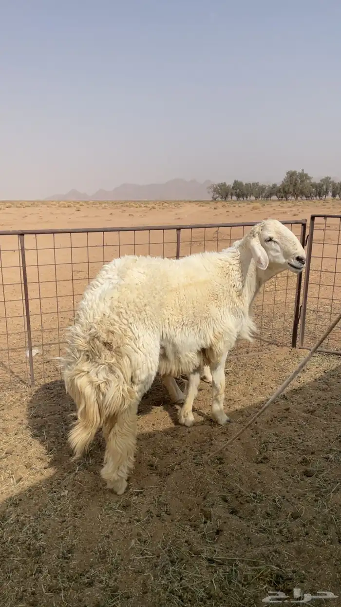 خروف حري 4