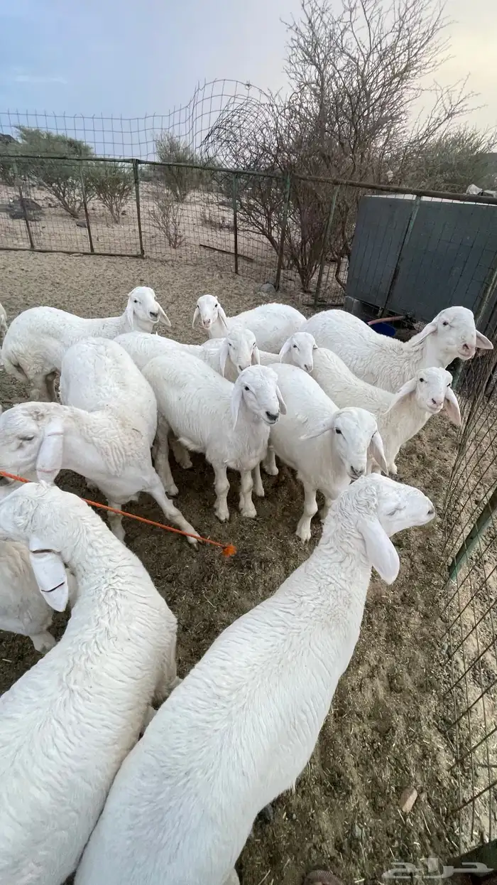 طليان صنف مشاريع فحول 1