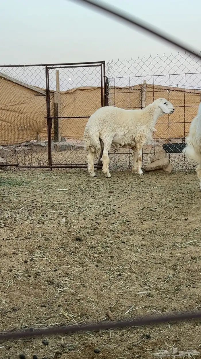 خروف جذع صنف   تم البيع 1