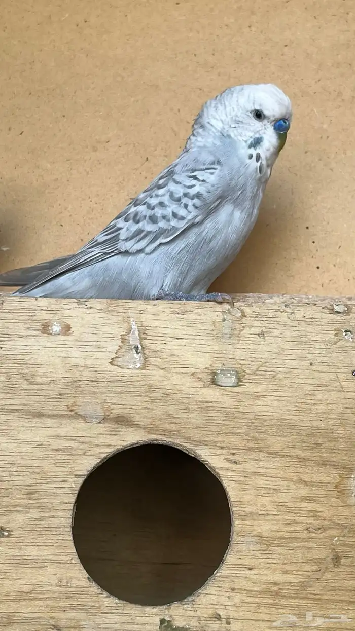 بادجي للبيع 2