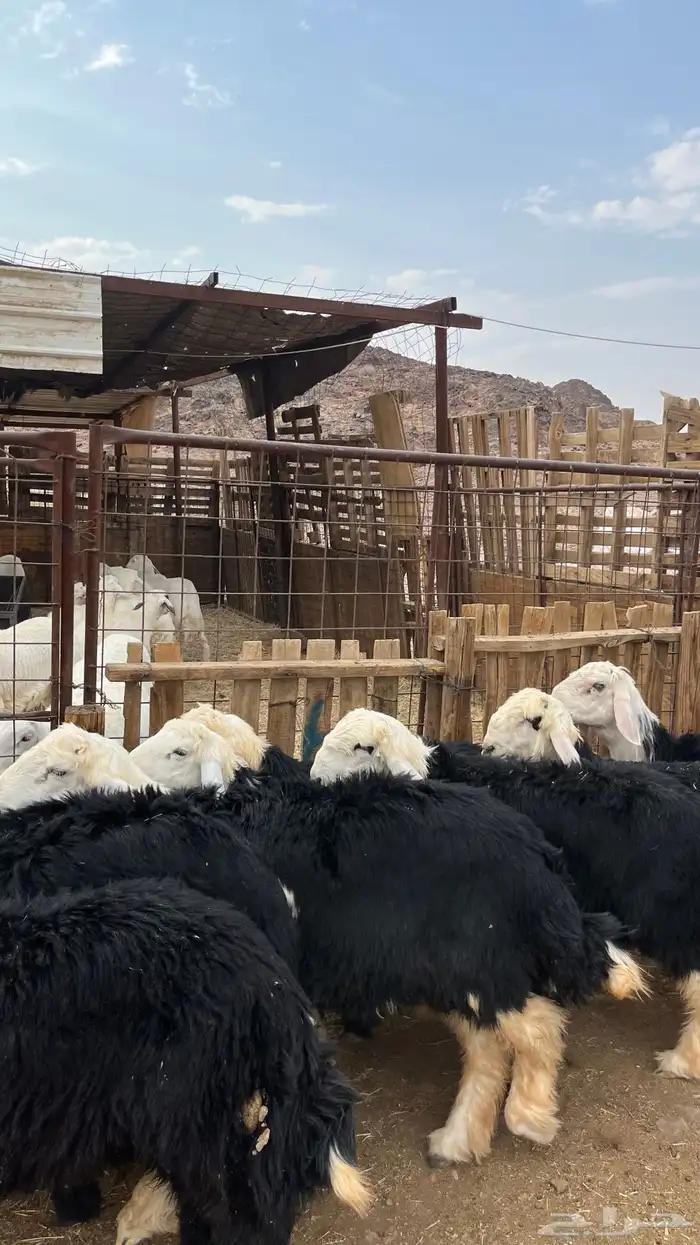 طليان نجد ذبايح جدعان 10
