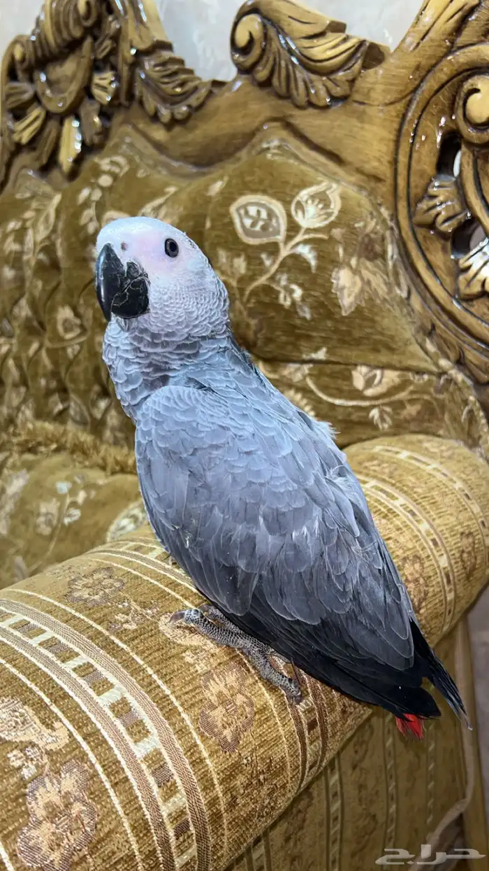 فرخ كاسكو طفره 2