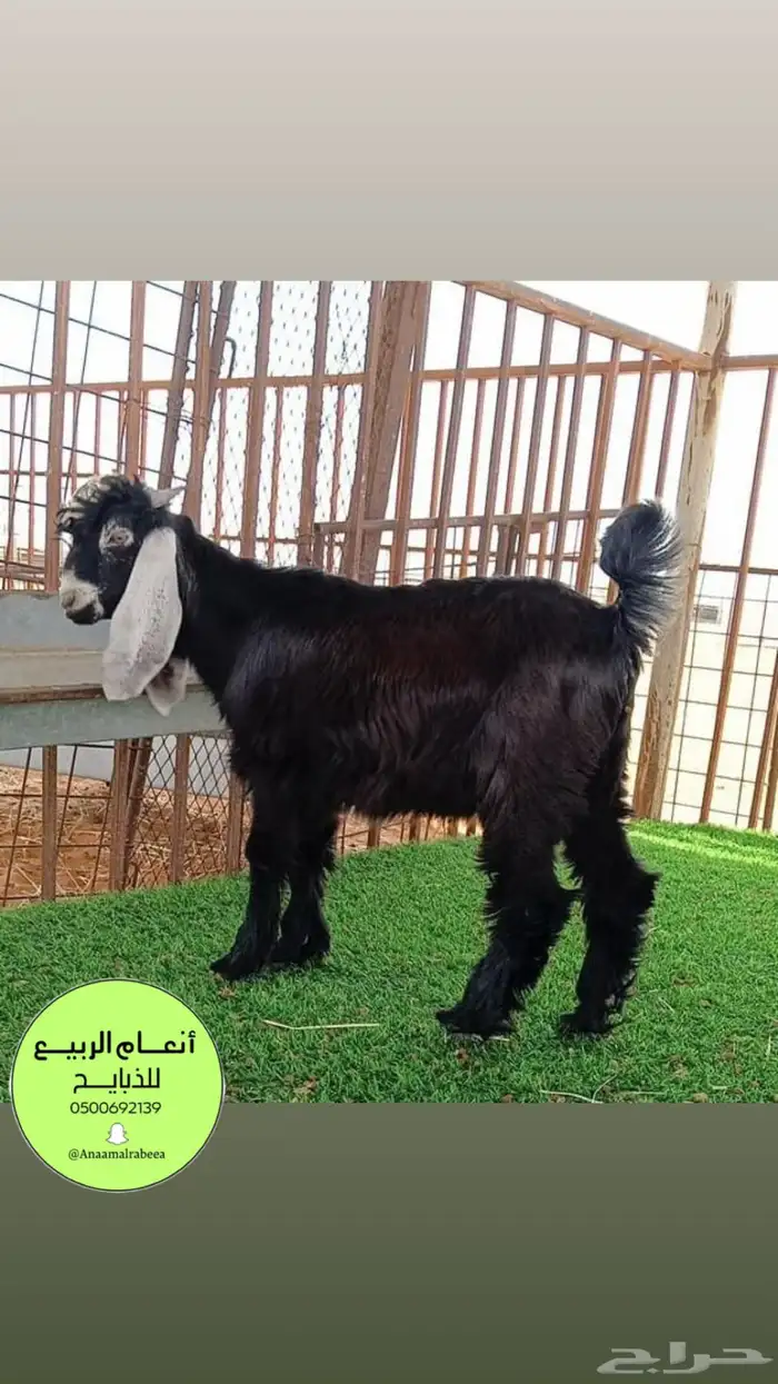 ذبايح شقراء تابي 4