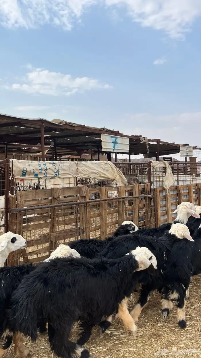 طليان نجد ذبايح جدعان 13