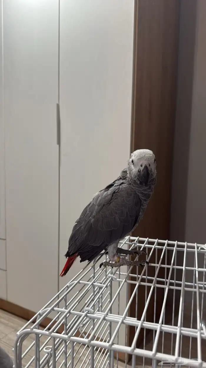 كاسكو اليف جدا تم البيع 1