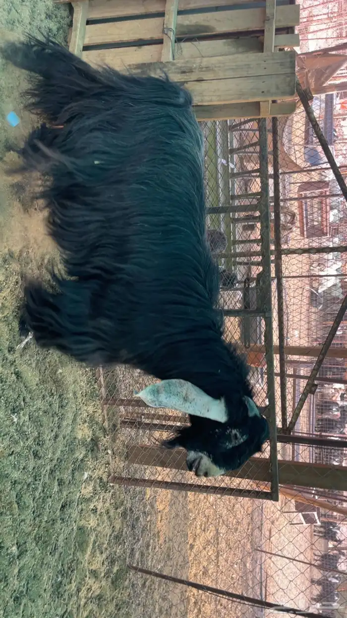 تيس عارضي صنف الصنف (تم البيع) 5