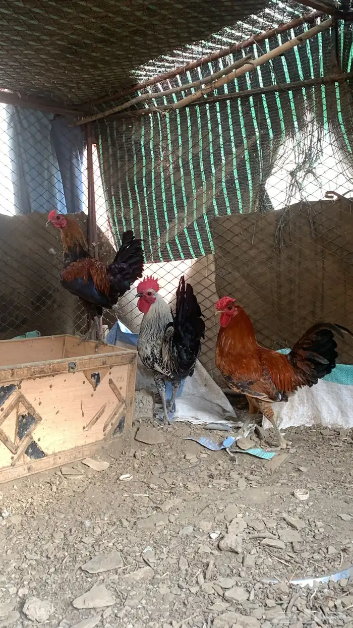 دجاج بلدي اصيل 0