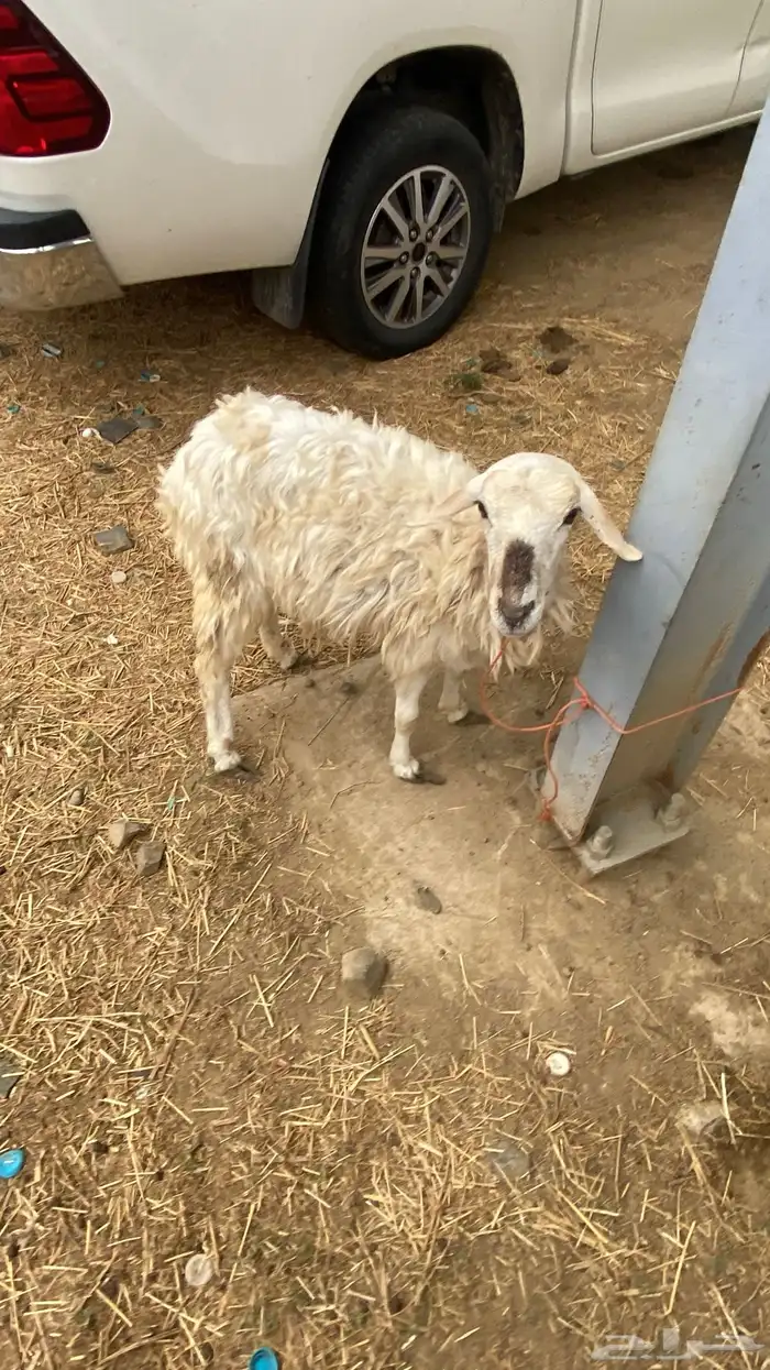 رخل ذبيحة 0