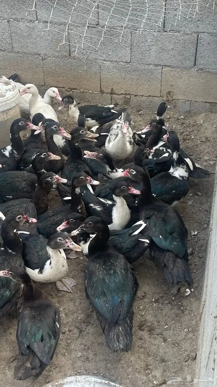 بط بلدي عمر 6 شهور 1
