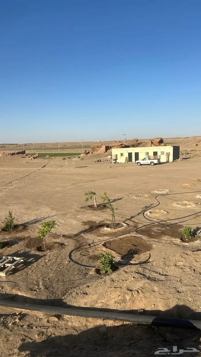 مزرعة شمال بريدة بكبد 80 كيلو صكين والمطلوب 250 الف 4