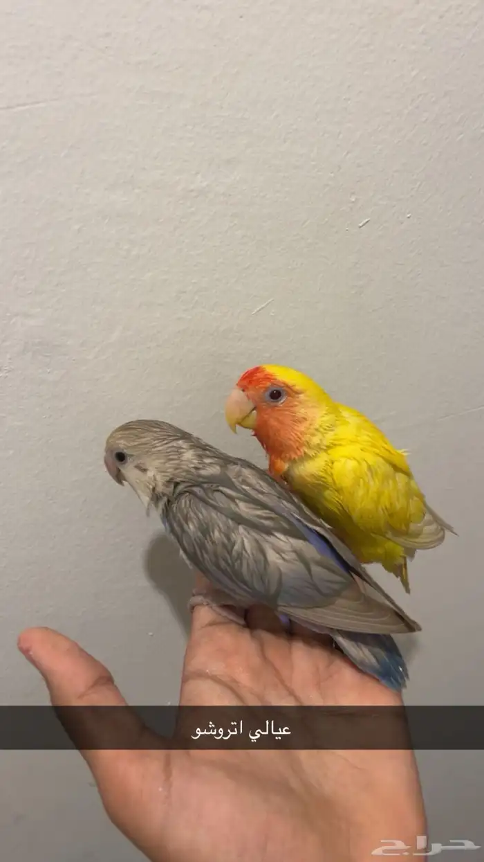 طيور روز هدد اليف معاها شهاده تم البيع 1