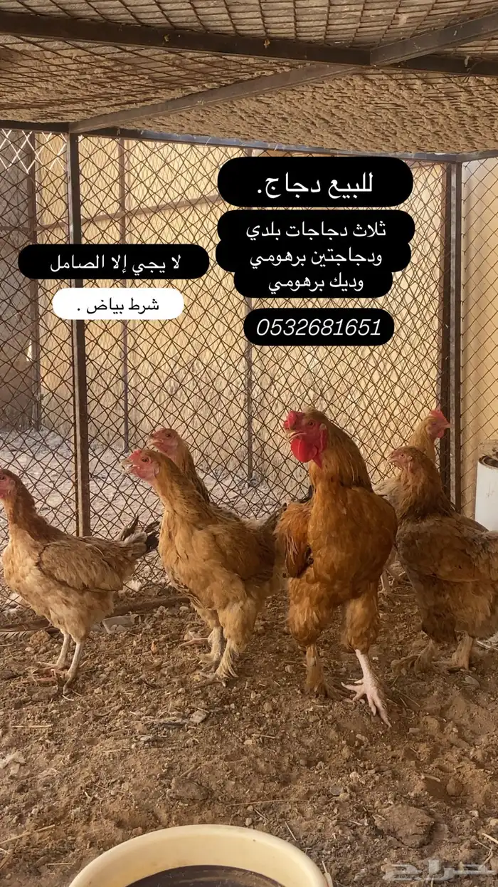 دجاج بياض 0