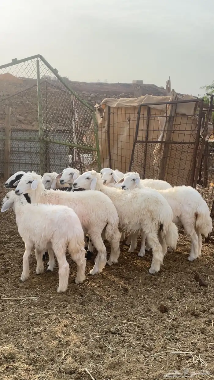 طليان ورخال 2