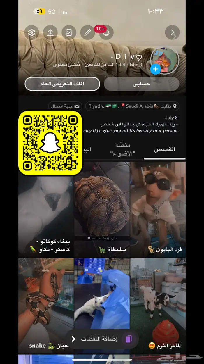 انثى بومرينيان 9