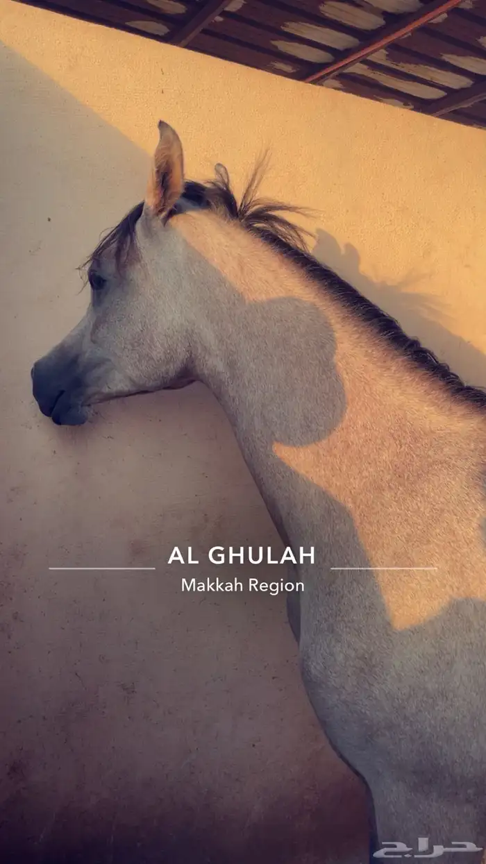 مهره شعبيه 0