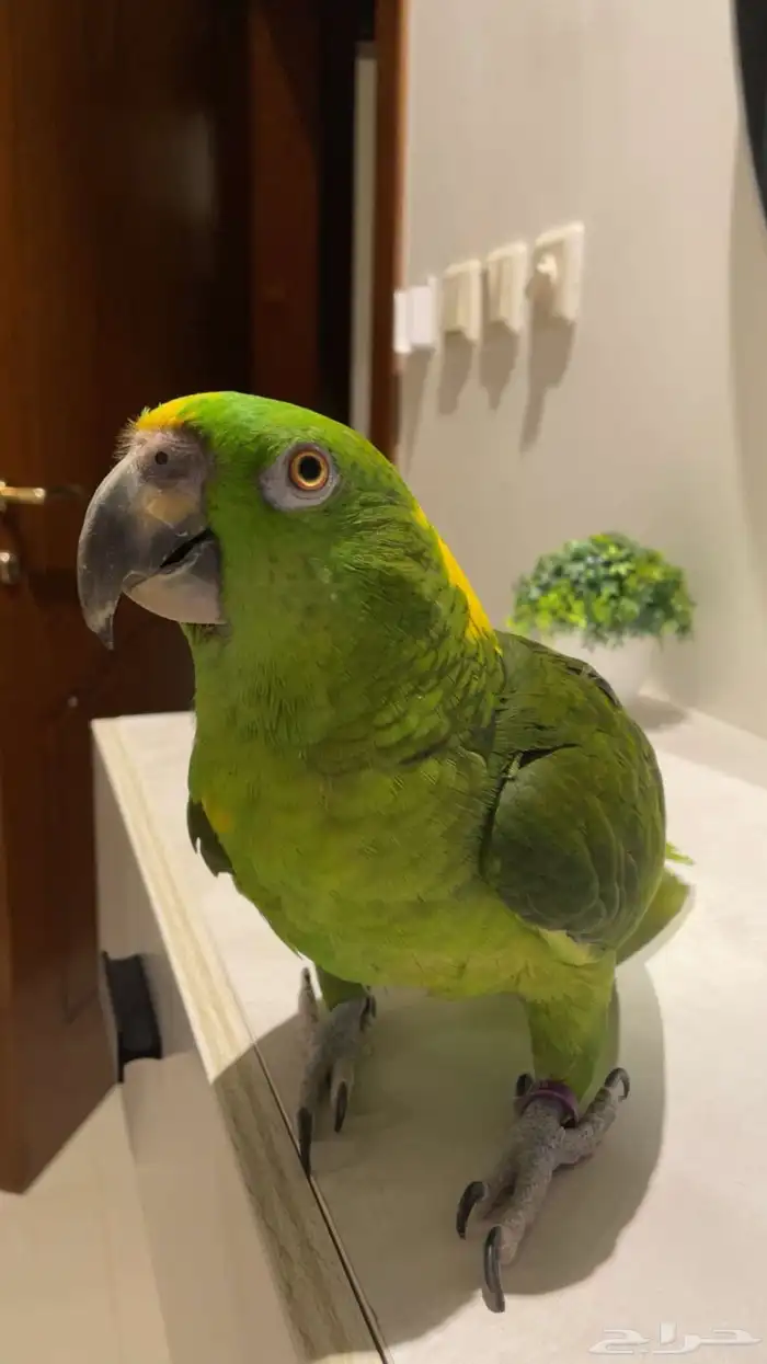 ببغاء امزوني 0