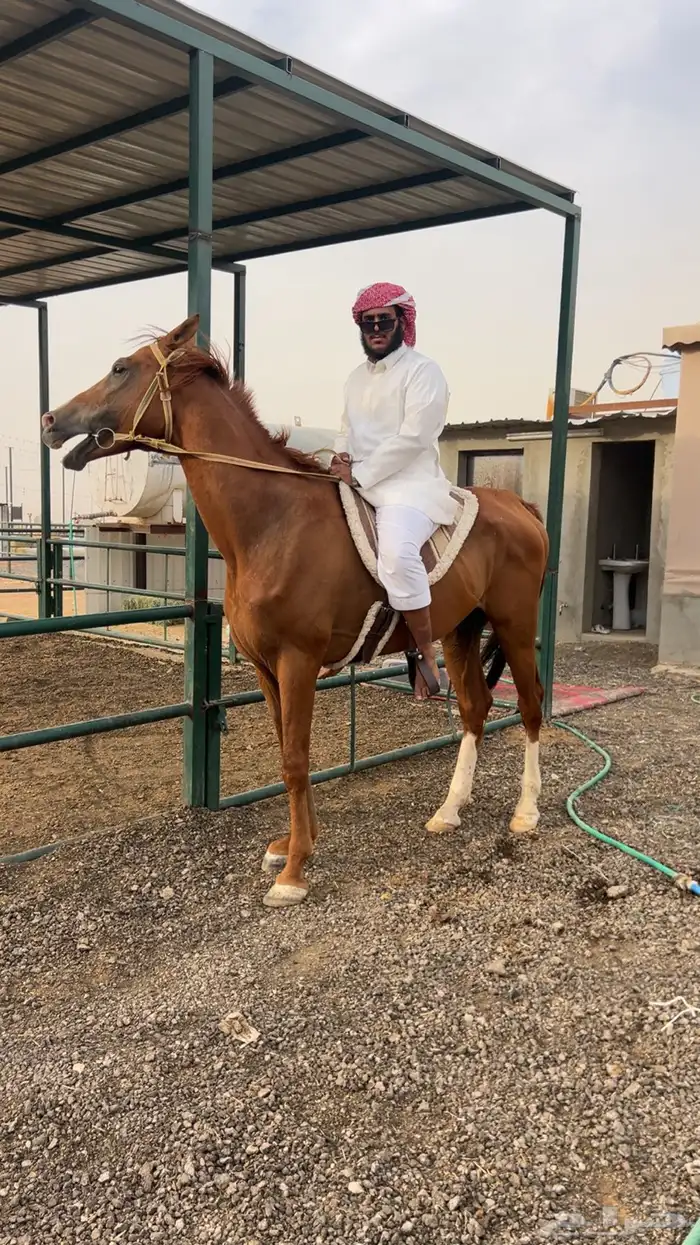 حصان شعبي للبيع 0