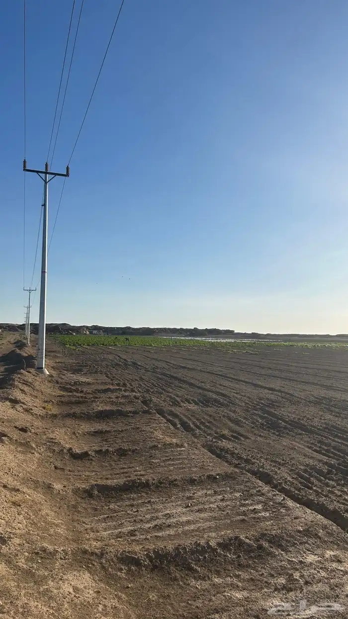 مزرعة شمال بريدة بكبد 80 كيلو صكين والمطلوب 250 الف 6